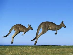 kangaroos