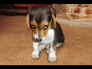 guilty-dogs-supercut-compilation