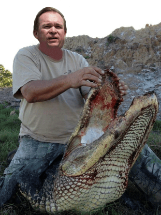 mulvaney-alligator